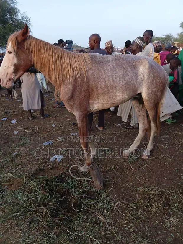 Horse for Sale in Lagos - 1