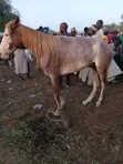 Horse for Sale in Lagos - 1
