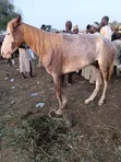 Horse for Sale in Lagos - 2