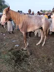 Horse for Sale in Lagos - 3