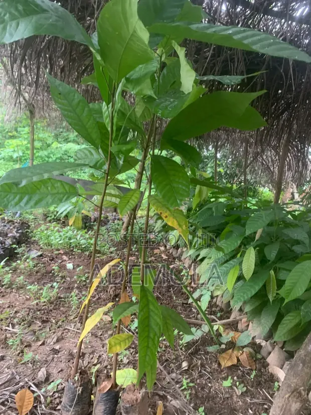 Ademola Farmer Company: Quality Farm Seedlings & Management Services - 1
