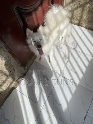1+ Year Old Female Purebred American Eskimo