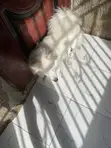 1+ Year Old Female Purebred American Eskimo - 2
