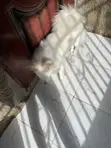 1+ Year Old Female Purebred American Eskimo - 3