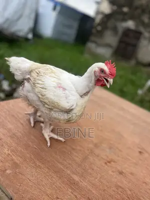 Boilers Chicken - 3 Months Old