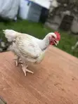 Boilers Chicken - 3 Months Old - 1