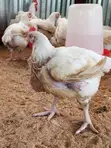 Boilers Chicken - 3 Months Old - 2