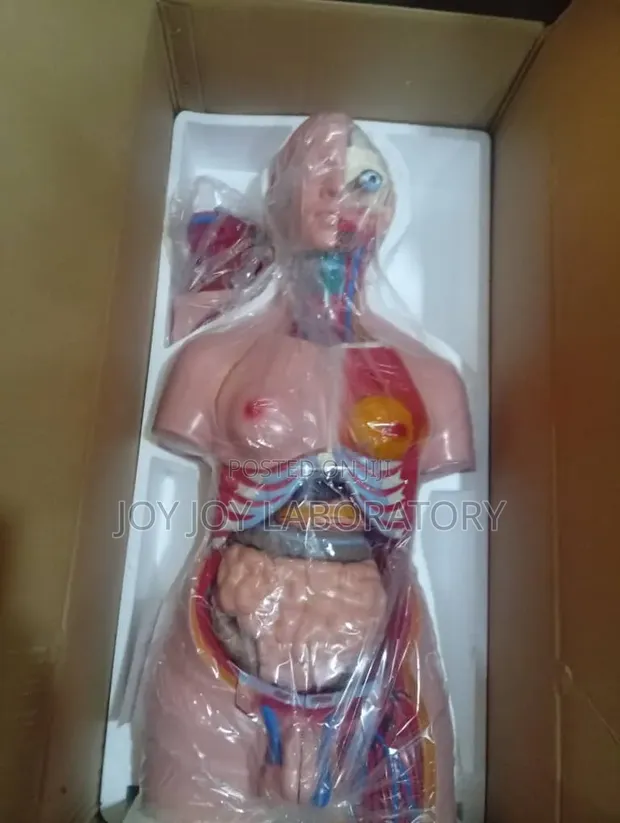 Human Torso Anatomical Model - 1