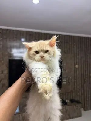 Purebred Persian Kitten, 1-3 Months Old