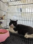 6-12 Month Male Purebred Persian Cat - 2