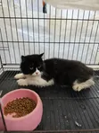 6-12 Month Male Purebred Persian Cat - 3