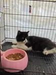 6-12 Month Male Purebred Persian Cat - 4