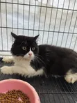 6-12 Month Male Purebred Persian Cat - 5