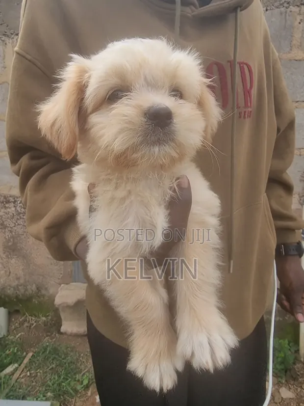 Purebred Lhasa Apso Puppy - 1-3 Months Old - 1