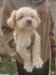 Purebred Lhasa Apso Puppy - 1-3 Months Old - 1