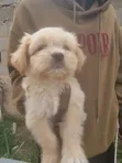 Purebred Lhasa Apso Puppy - 1-3 Months Old - 2