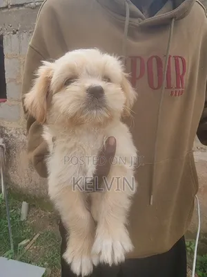Zuri'ar Kare Mai Tsarki ta Lhasa Apso - Wata 1-3