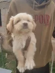 Purebred Lhasa Apso Puppy - 1-3 Months Old - 3