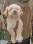 Purebred Lhasa Apso Puppy - 1-3 Months Old - 4