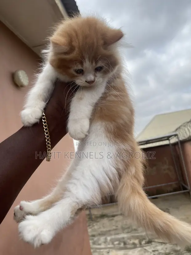 Purebred Persian Kitten - 1-3 Months Male - 1