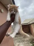 Purebred Persian Kitten - 1-3 Months Male - 2