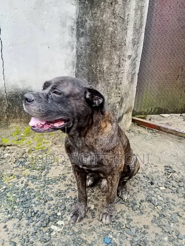 Namijin Puggle Gauraye, Watan 6-12 - 1