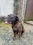 Namijin Puggle Gauraye, Watan 6-12 - 1