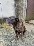 Namijin Puggle Gauraye, Watan 6-12 - 2