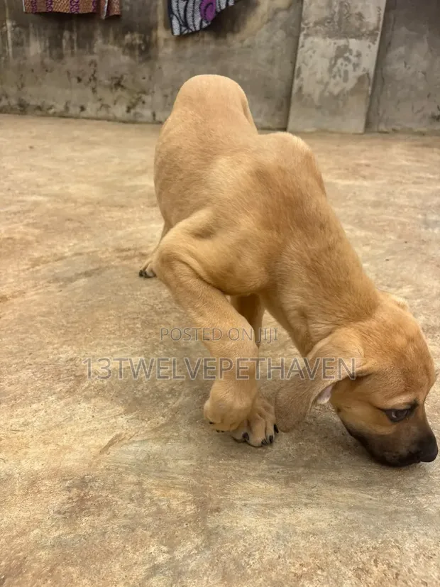 Purebred Boerboel Puppies (1-3 Months) - 1