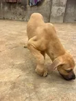Purebred Boerboel Puppies (1-3 Months) - 1