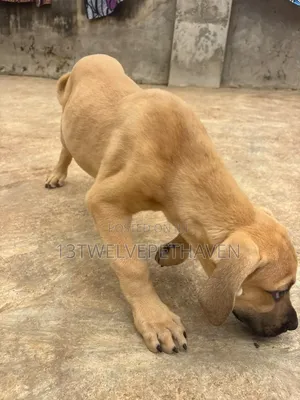 Zuriya Boerboel Masu Tsarki (Wata 1-3)