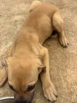 Purebred Boerboel Puppies (1-3 Months) - 3