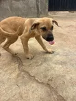Purebred Boerboel Puppies (1-3 Months) - 4