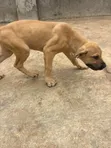 Purebred Boerboel Puppies (1-3 Months) - 5