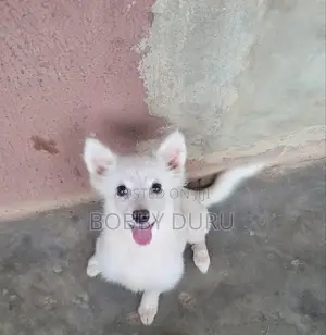Zuriya Mai Tsarki Ta American Eskimo Puppy - Wata 5 Namiji