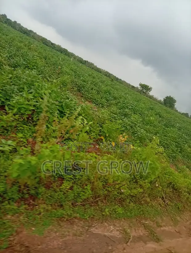 Virgin Farmland for Sale in Iseyin, Oyo State - 1