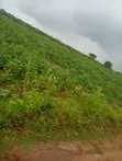 Virgin Farmland for Sale in Iseyin, Oyo State - 1