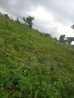 Virgin Farmland for Sale in Iseyin, Oyo State