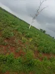 Virgin Farmland for Sale in Iseyin, Oyo State - 4
