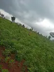 Virgin Farmland for Sale in Iseyin, Oyo State - 5
