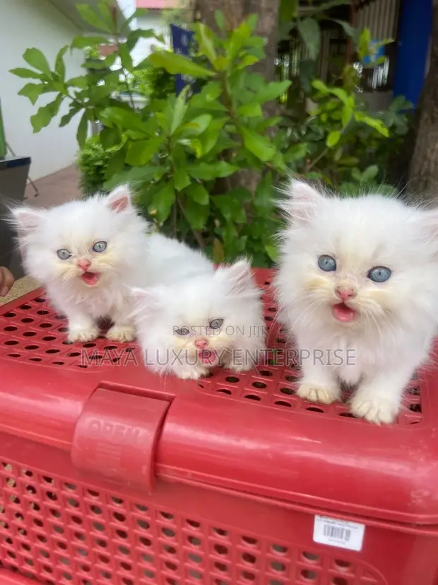 Purebred Persian Kitten - Female, 1-3 Months - 1