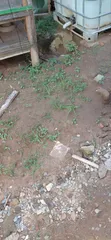 4000sqm Joint Venture Land, Banana Island Ikoyi Lagos - 3