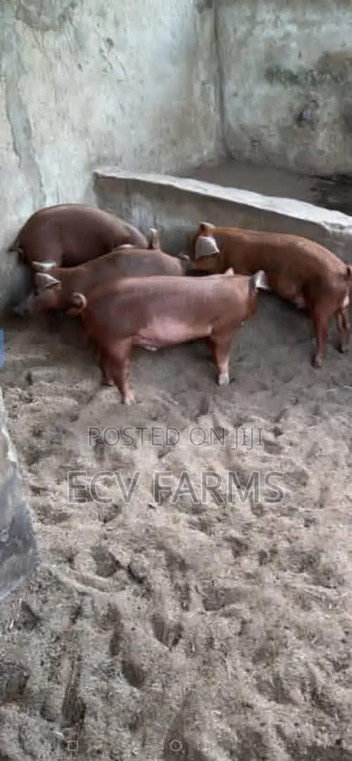 Duroc Pigs - 1
