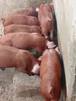 Duroc Alade - 2