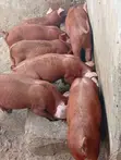 Duroc Alade - 3