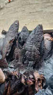 Dry Fish Supplier - Red Snapper, Shine Nose, Barracuda - 2