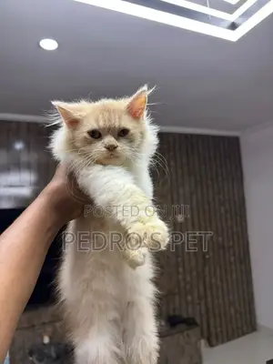 Purebred Persian Kitten - 1-3 Months Old
