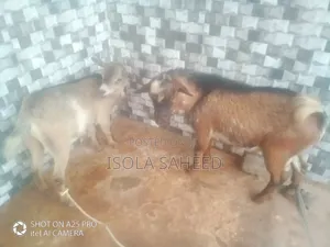 Male and Female Twin Goats