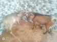 Tagwayen Awaki Maza Da Mata - 1