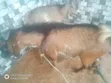 Tagwayen Awaki Maza Da Mata - 2